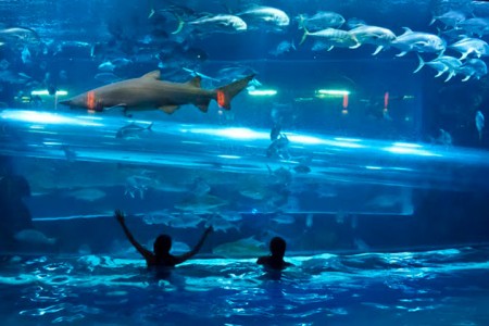 Sharks In Downtown Golden Nugget Pool